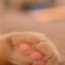 고양이발 이미지