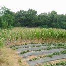 서암리농장 이미지