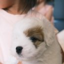 어썸테일즈 이미지