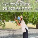 합덕 이팝나무 | 충남 당진 합도초 등나무꽃 5월 10일 방문 꽃구경은 역시 타이밍