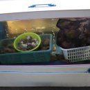 홍게랑 대게랑 이미지