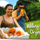 우프우프 이미지