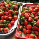 논골농장 이미지