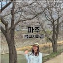 파주 밤고지마을 벚꽃 명소 답사
