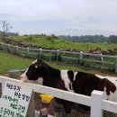 늘보목장 이미지