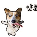 하이펫츠 이미지