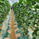 해미농장 이미지