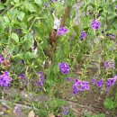 Duranta, Honey Drops, Golden Dewdrop, Pigeon Berry 이미지