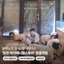 4337 | 포천 가볼만한곳 | 평강랜드 마이애니멀스토리 5세 아이 동물 먹이주기 체험 후기