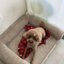 굿데이몽 이미지