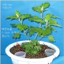 국화입국 삼간작(三本立) 기르기(대,소국키우기) 이미지