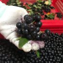 샘골농원 이미지