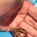 달팽이방갈로 이미지