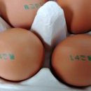 진일농장 이미지