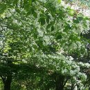 서봉산 산림욕장 2 이미지