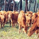 농가한우전문점 이미지