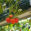 도인농장 이미지