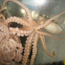 낙지 [Octopus minor]의 효능 이미지
