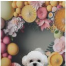 블랑드펫 이미지