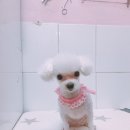 살롱드 꽃개 이미지