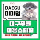 멍스타일 | 대구푸들미용스타일 미미멍 스포팅 가위컷 클리핑 후기