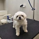 하울팟 케어클럽(분당서현점) | HCC 분당서현점 | 분당/서현 강아지미용실 '하울팟케어클럽' 8월 새옷 입은 친구들🐶