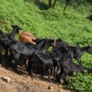 백봉농장 이미지