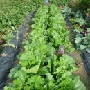 순조농장 이미지