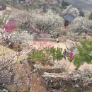 매화 - 광산구 풍영로101번안길 3-6 | 매화