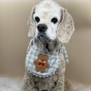 그루밍아지 이미지