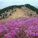 4월6일 84차 진달래산행 거제 대금산.수선화향원 공곶이~ 이미지