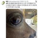 조은승마장 | 35회 승마일기 : 생애 첫 웜블러드 기승 후기