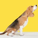 나을동물병원 이미지