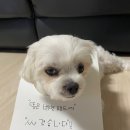 코코지아 이미지
