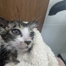 냥블레스유 이미지