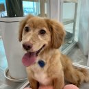 머무름 펫 이미지