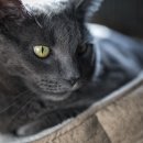 강북 24시 N 동물의료센터 이미지