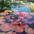 보타니칼 이미지