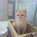 캣파라다이스 일산점 이미지