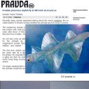 하늘물고기