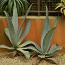 알로에테마파크 | 알로에테마파크 방문 후기: 즐거운 관광 명소