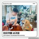 제주월드컵경기장 서귀포시실내암장 | [강아지랑 제주도] 서귀포 애견동반카페 이지카페 후기 🐶 실내동반+ 넓은 잔디밭까지!!