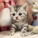 순한고양이 이미지