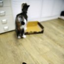 기미상궁 이미지