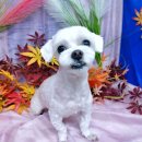 큐티 댕댕(애견미용실,애견공방) | (구서동 애견미용/펫미인)말티미용 - 몽이