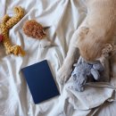 반려동물과 함께하는 삶, 강아지 고양이 용품 추천