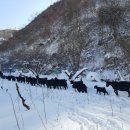 알콩달콩 흑염소 농장 이미지