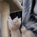 쿤이수염 이미지