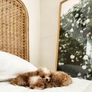 신도시켄넬 이미지