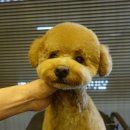 보우동물병원 이미지